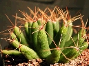 Mammillaria uberiformis (1).jpg